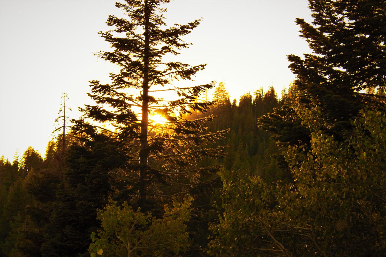 The Art of Drawing Readers In: Your attractive post title goes here Golden sun setting behind conifer trees creates a tranquil forest scene.